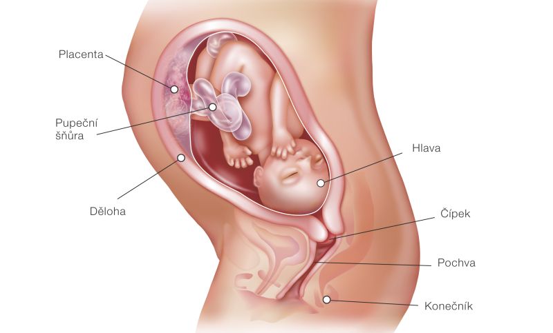 Fotografie (29. týždeň tehotenstva: Vývoj plodu a tehotenské zmeny)